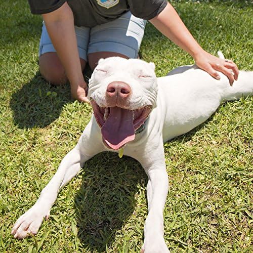 שמפו להלבנת פטפוסט | כלבים - טיפול ההבהרה הטוב ביותר לכלבים עם פרווה לבנה - ניחוח אבטיח מרגיע-מלטזית, שי צו, ביצ ' ון פריז